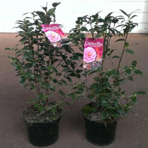 Camellia Spring Festival Hybrid | ScotPlants Direct
